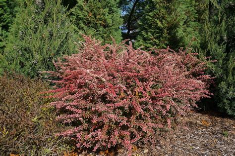 fertilizer for burberry|can you fertilize a barberry.